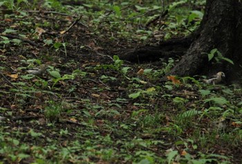 Hawfinch 新得山 Sat, 8/15/2020