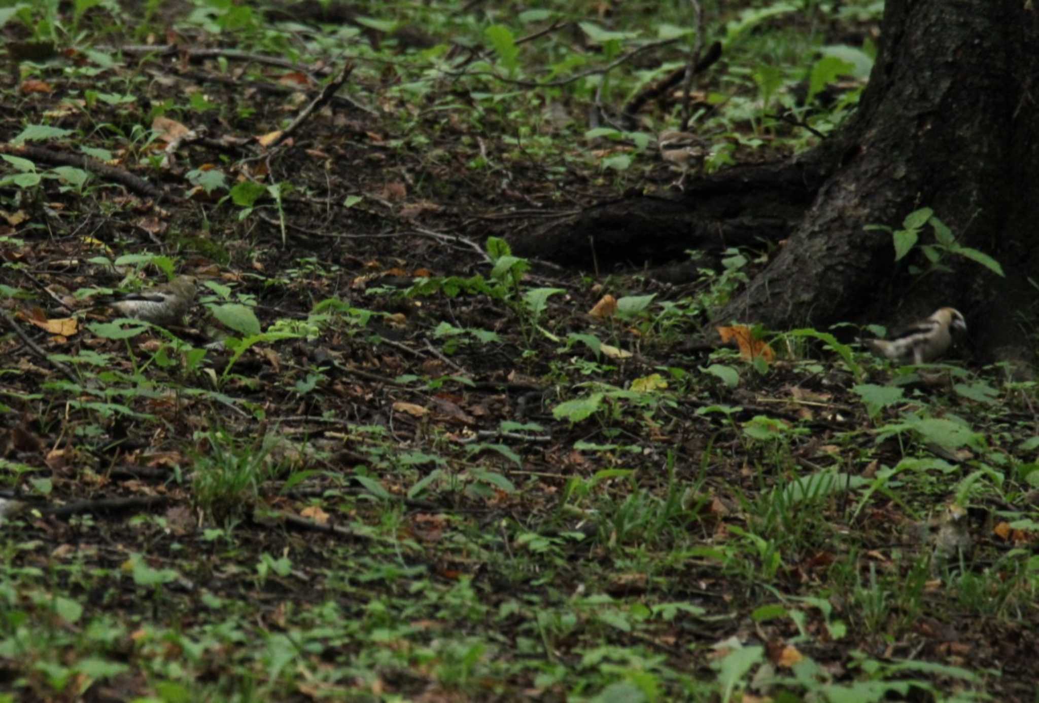 Photo of Hawfinch at 新得山 by ノビタキ王国の住民 