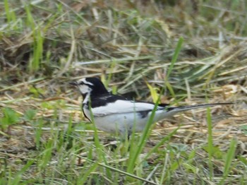 White Wagtail Unknown Spots Sun, 5/29/2016