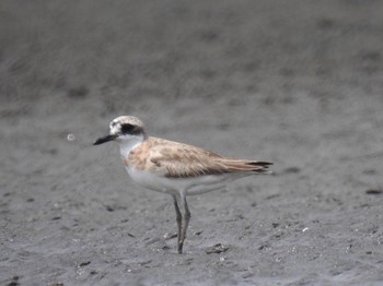 Greater Sand Plover Sambanze Tideland Sun, 8/16/2020