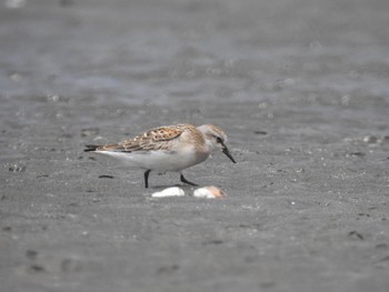 Sun, 8/16/2020 Birding report at Sambanze Tideland