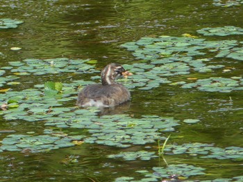 2020年8月15日(土) 鶴乃湯温泉の野鳥観察記録