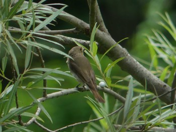 2020年8月15日(土) 真駒内公園の野鳥観察記録