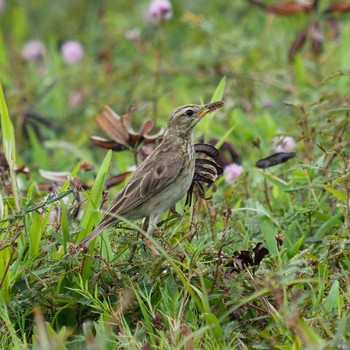 Sun, 8/16/2020 Birding report at Marina East Drive