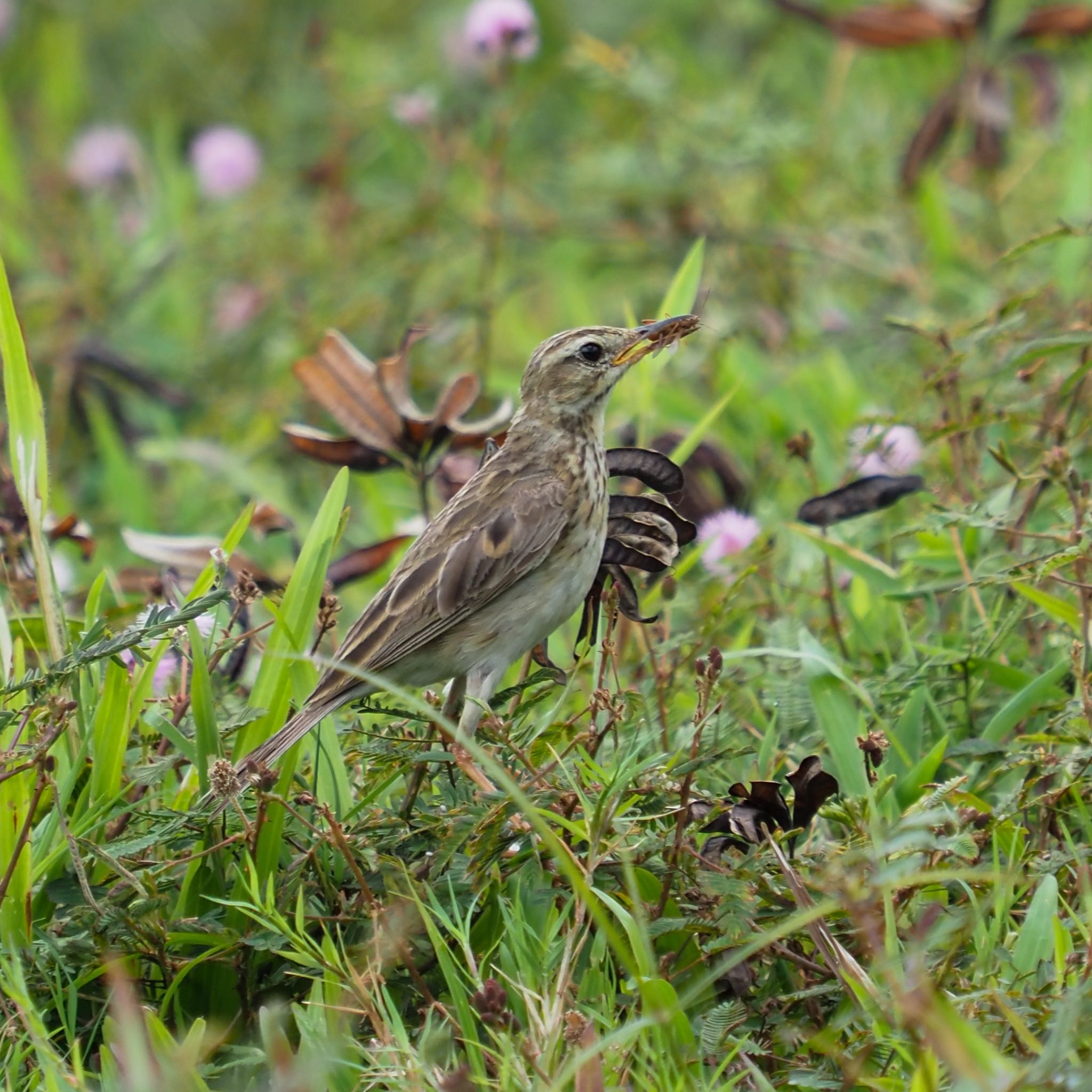 Paddyfield Pipit