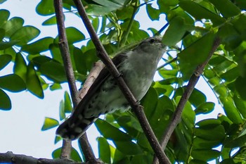 Sat, 8/15/2020 Birding report at Bay East Garden (Singapore)