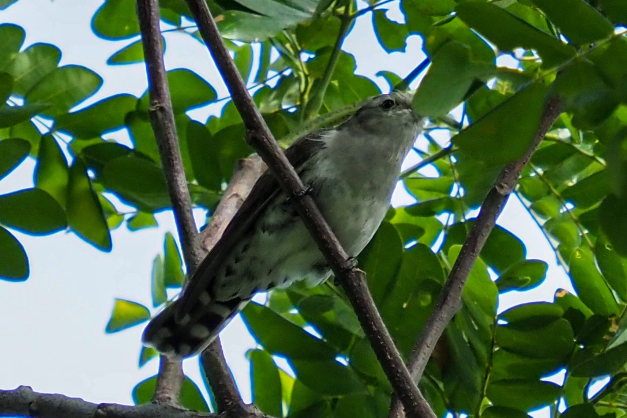 Photo of Little Bronze Cuckoo at Bay East Garden (Singapore) by T K