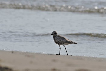 Grey Plover 千里浜(石川県羽咋市) Sun, 8/16/2020