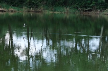 ハリオアマツバメ ひるがの高原(蛭ヶ野高原) 2020年8月15日(土)