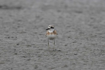 オオメダイチドリ ふなばし三番瀬海浜公園 2020年8月17日(月)