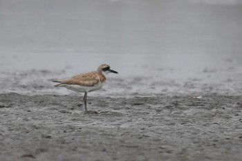 オオメダイチドリ ふなばし三番瀬海浜公園 2020年8月17日(月)