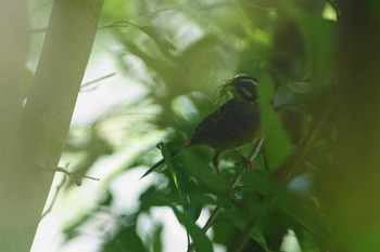 ホオジロ 群馬県 2020年8月5日(水)