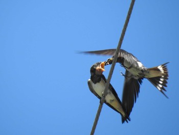 2020年8月11日(火) 群馬県　山道の野鳥観察記録