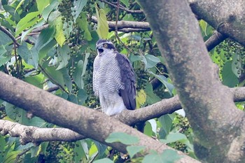 オオタカ 代々木公園 2020年8月17日(月)