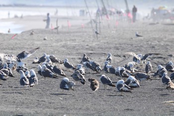 Black-tailed Gull 十勝川河口海岸 Thu, 8/13/2020