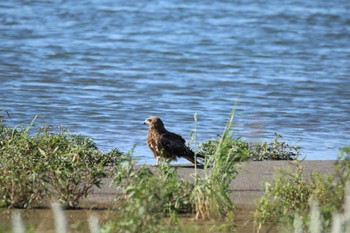 Black Kite 十勝川河口海岸 Thu, 8/13/2020