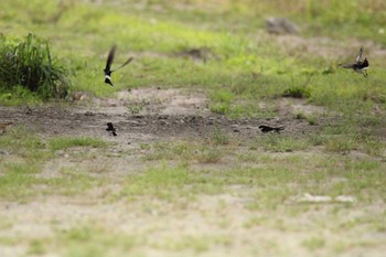 Asian House Martin 音更川河川敷(十勝) Tue, 8/11/2020