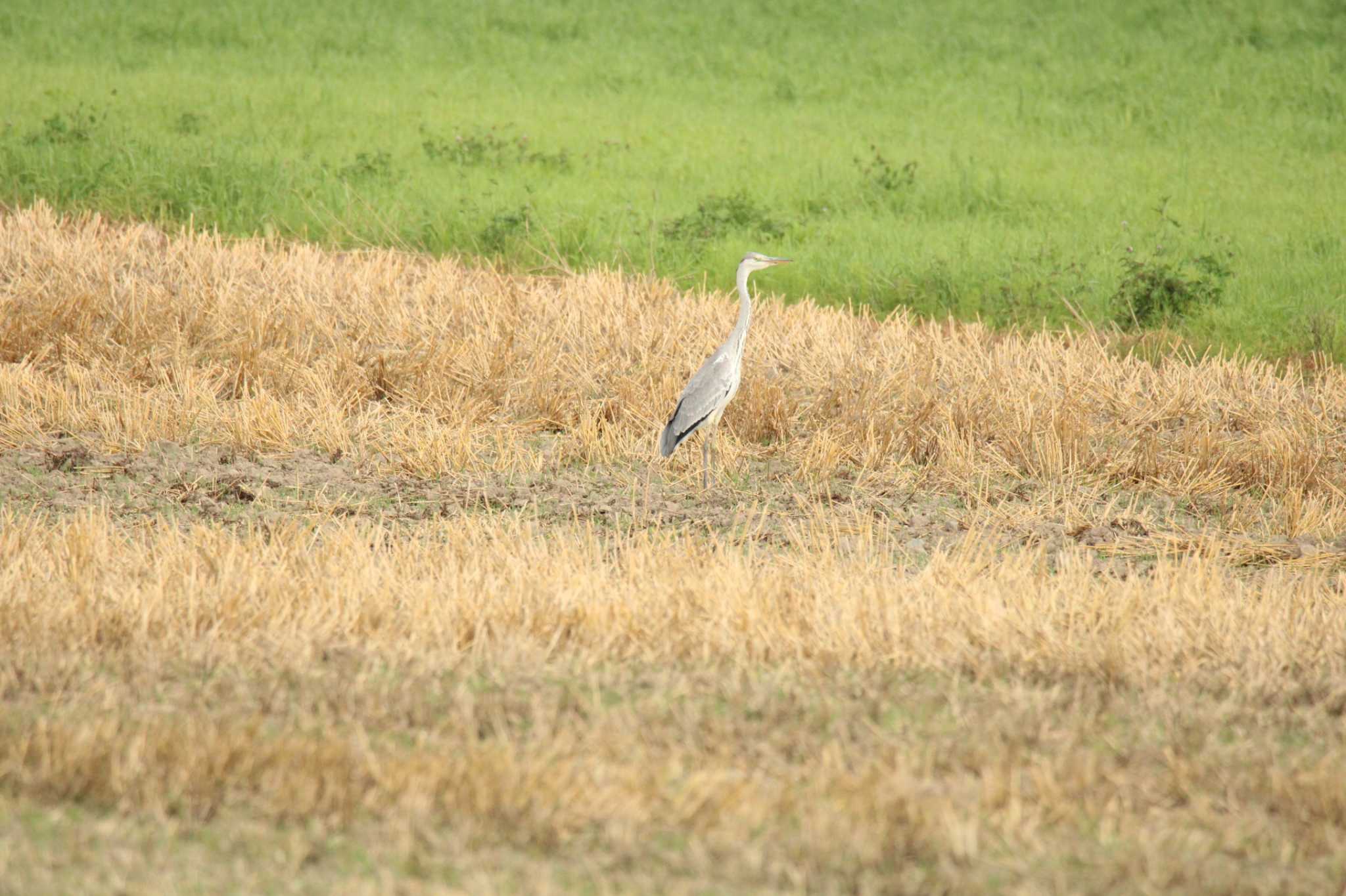 Photo of Grey Heron at 音更川河川敷(十勝) by ノビタキ王国の住民 