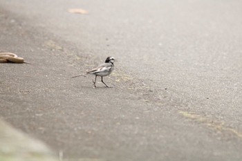 2020年8月11日(火) 新得山の野鳥観察記録