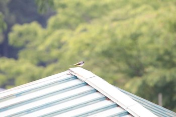 キセキレイ 御岳山、御岳山神社 2016年5月29日(日)