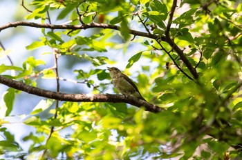 2020年8月17日(月) 栃木県の野鳥観察記録