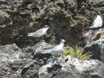 Black-naped Tern Yoron Island Tue, 8/18/2020