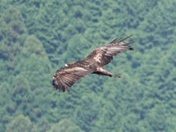 イヌワシ 伊吹山 2020年8月14日(金)