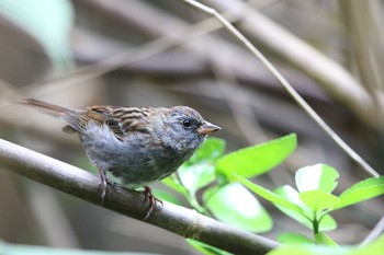 Grey Bunting Hegura Island Sun, 5/1/2016