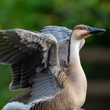 サカツラガン 大池親水公園 2020年8月18日(火)