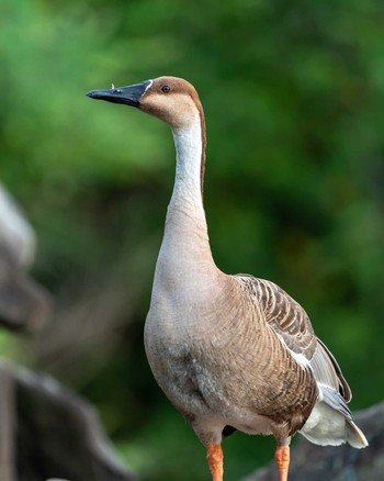 サカツラガン 大池親水公園 2020年8月18日(火)