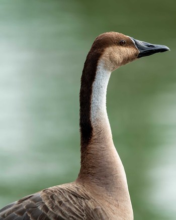 サカツラガン 大池親水公園 2020年8月18日(火)