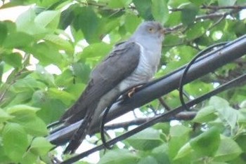 Common Cuckoo ナルカ Sat, 5/28/2016