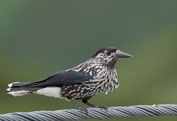 Spotted Nutcracker Unknown Spots Mon, 8/17/2020