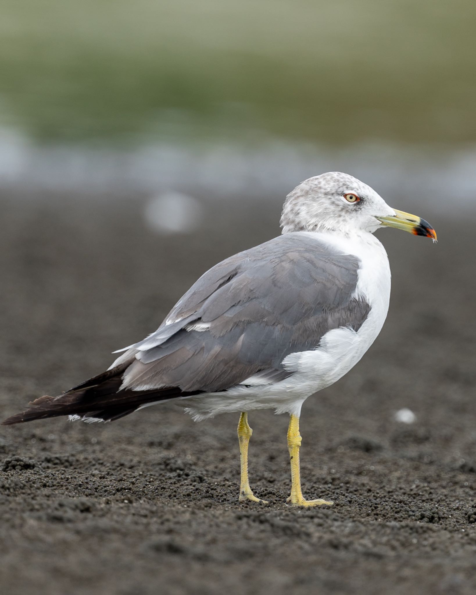 ふなばし三番瀬海浜公園 ウミネコの写真 by bow_wow.69chan