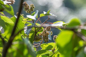 メジロ 道保川公園 2020年8月18日(火)