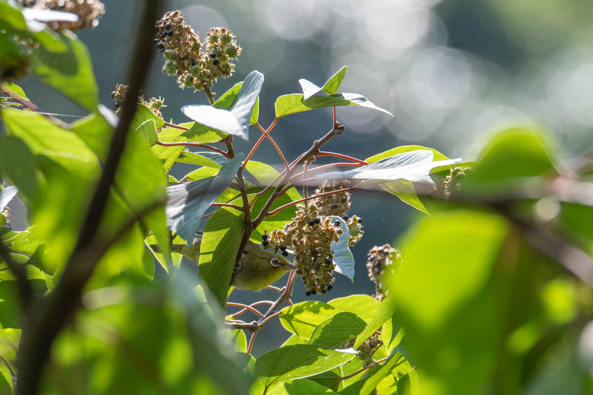 Photo of Warbling White-eye at 道保川公園 by Tosh@Bird