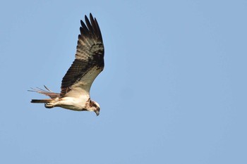 Osprey 三田市 Sun, 5/22/2016