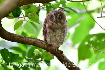 Ryukyu Scops Owl Ishigaki Island Tue, 8/18/2020