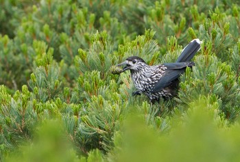 Spotted Nutcracker Unknown Spots Mon, 8/17/2020