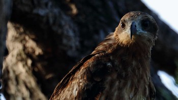 トビ 城北公園 2020年8月18日(火)