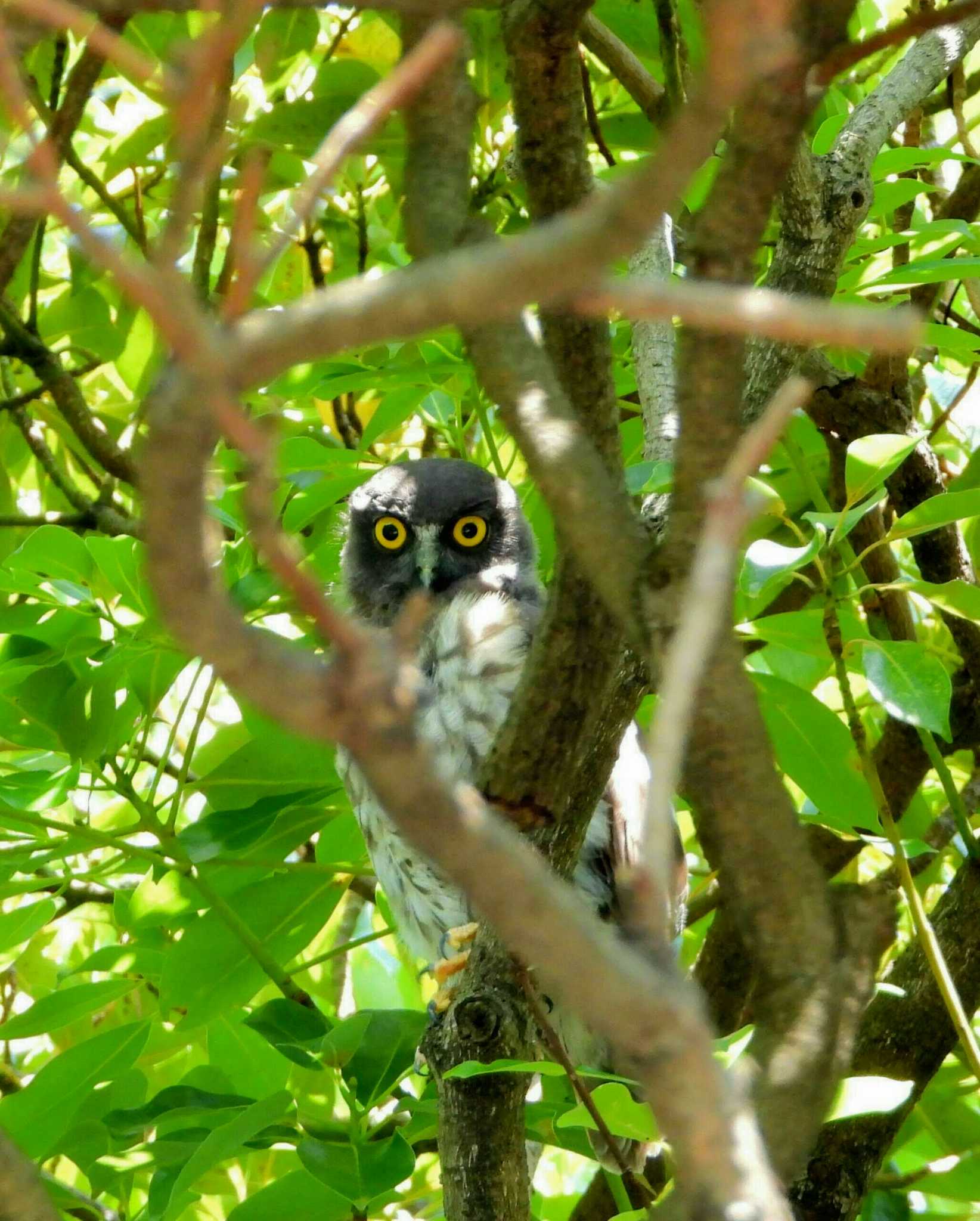  アオバズクの写真 by サジタリウスの眼