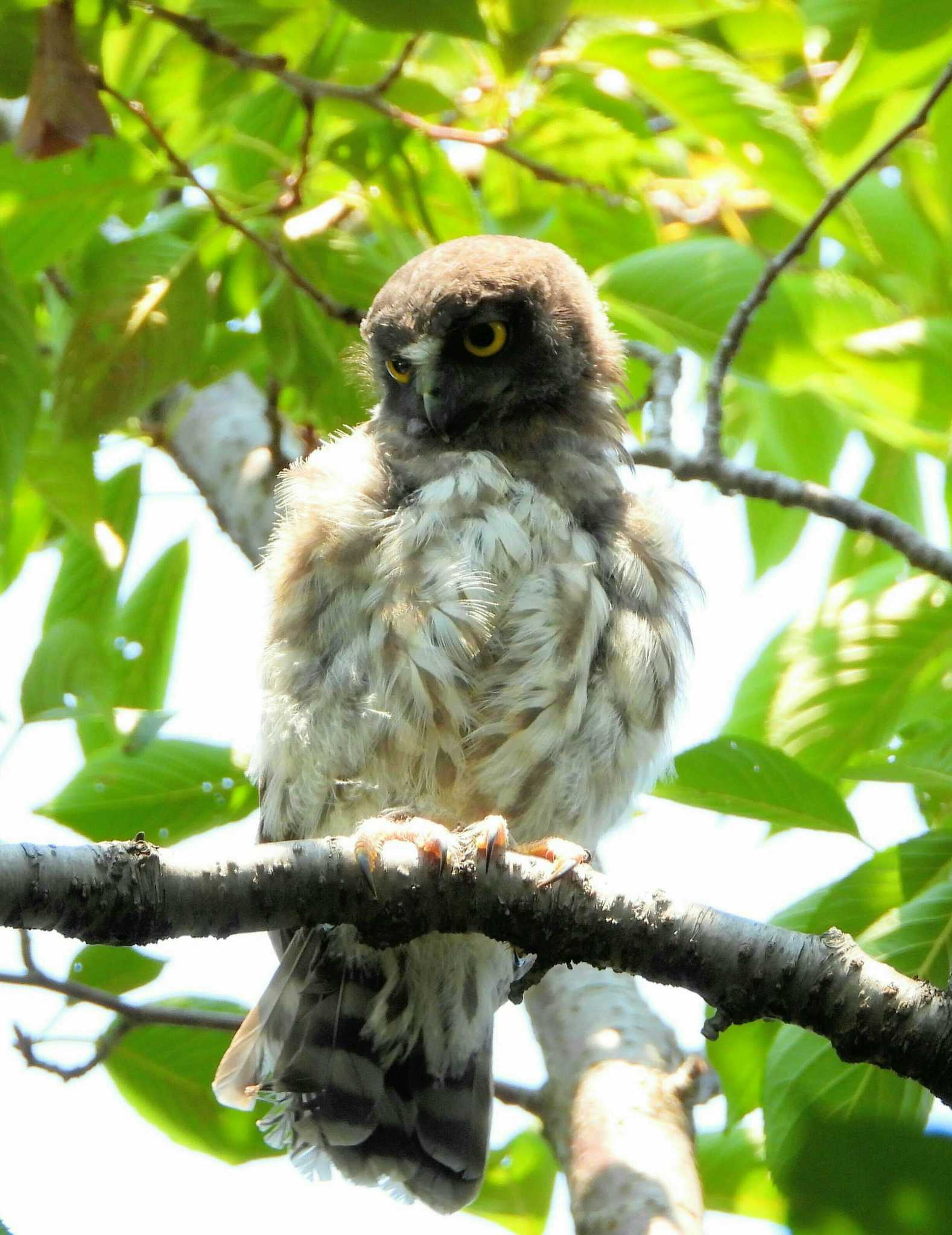  アオバズクの写真 by サジタリウスの眼