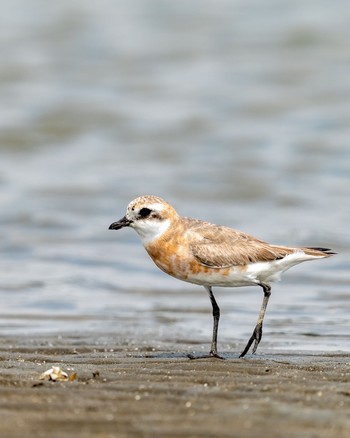 メダイチドリ ふなばし三番瀬海浜公園 2020年8月18日(火)