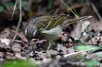 Olive-backed Pipit Senjogahara Marshland Sun, 8/16/2020