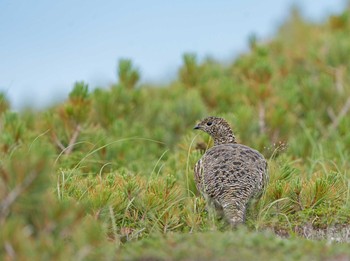 ライチョウ 乗鞍岳 2020年8月17日(月)