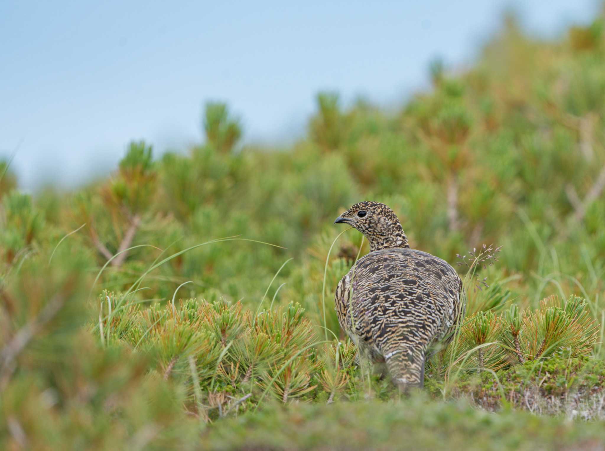 Photo of Rock Ptarmigan at 乗鞍岳 by 倶利伽羅