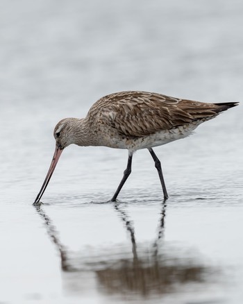 オオソリハシシギ ふなばし三番瀬海浜公園 2020年8月18日(火)