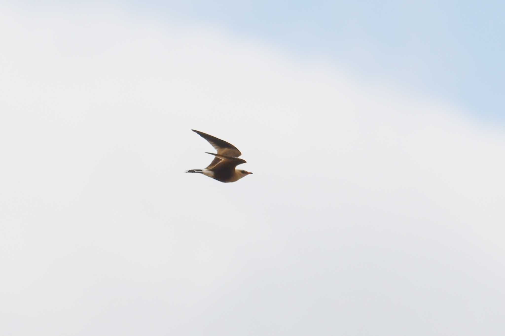 Photo of Australian Pratincole at Iron Range National Park by あひる