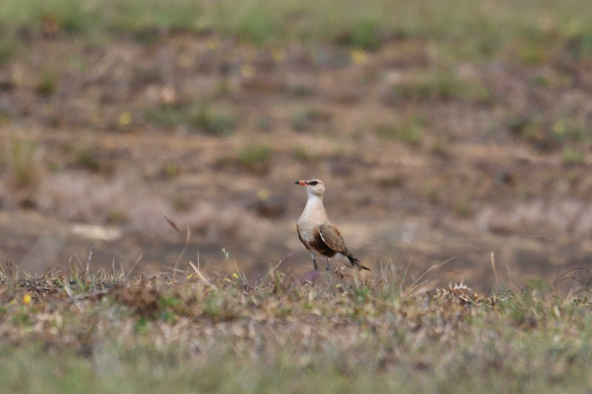 Australian Pratincole