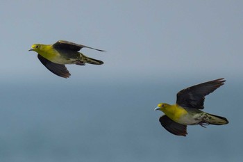 White-bellied Green Pigeon Terugasaki Beach Mon, 8/17/2020